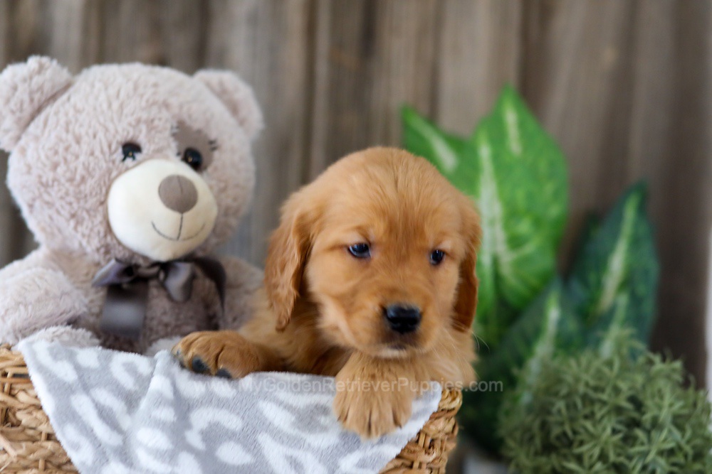 Ember Image of Ember, a Golden Retriever puppy
