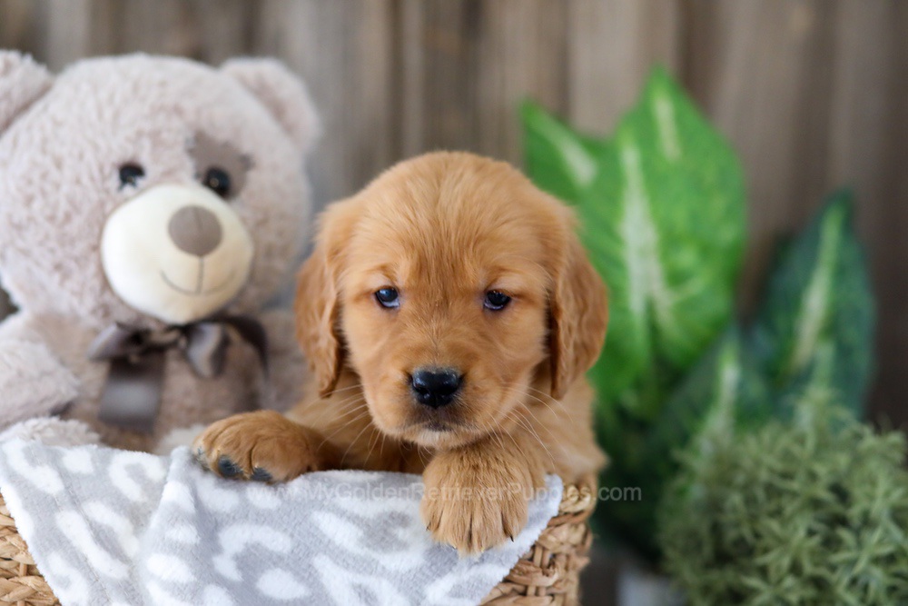 Ember Image of Ember, a Golden Retriever puppy