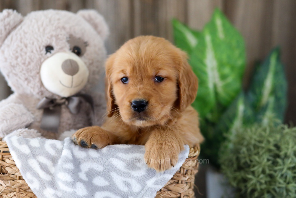 Ember Image of Ember, a Golden Retriever puppy