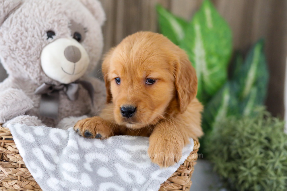 Ember Image of Ember, a Golden Retriever puppy