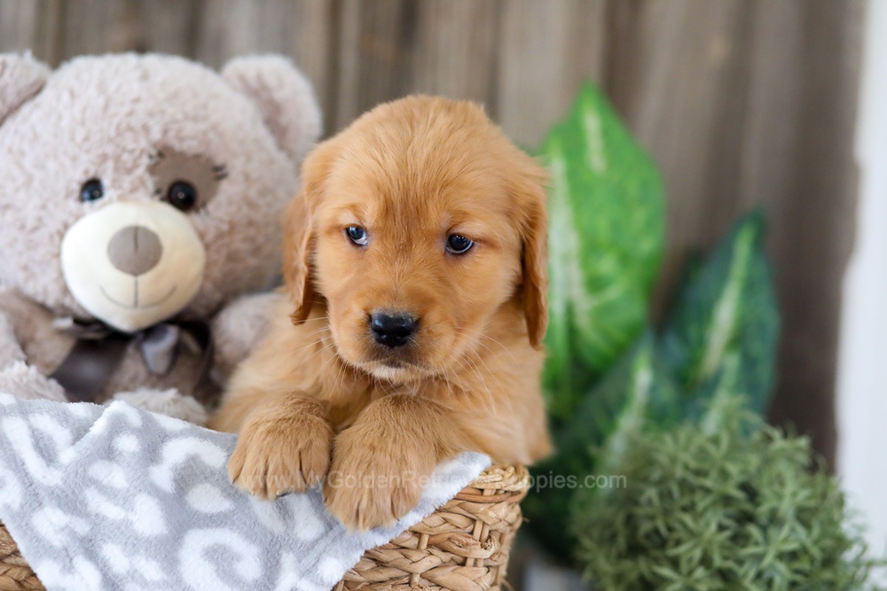 Ember Image of Ember, a Golden Retriever puppy