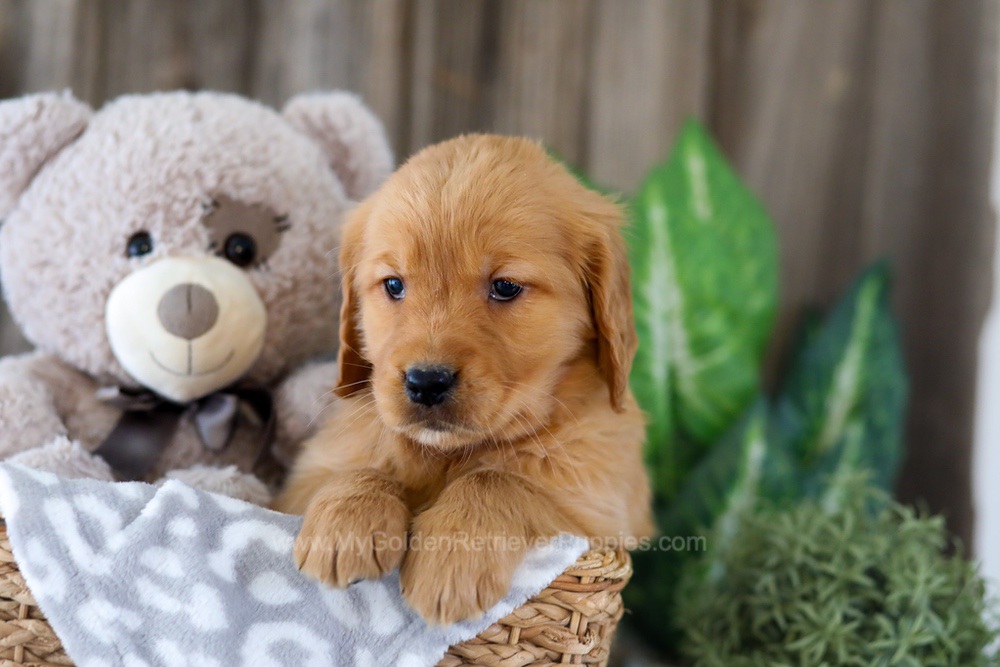 Ember Image of Ember, a Golden Retriever puppy