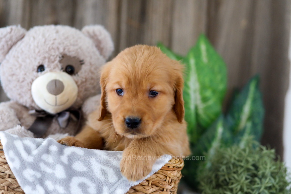 Ember Image of Ember, a Golden Retriever puppy