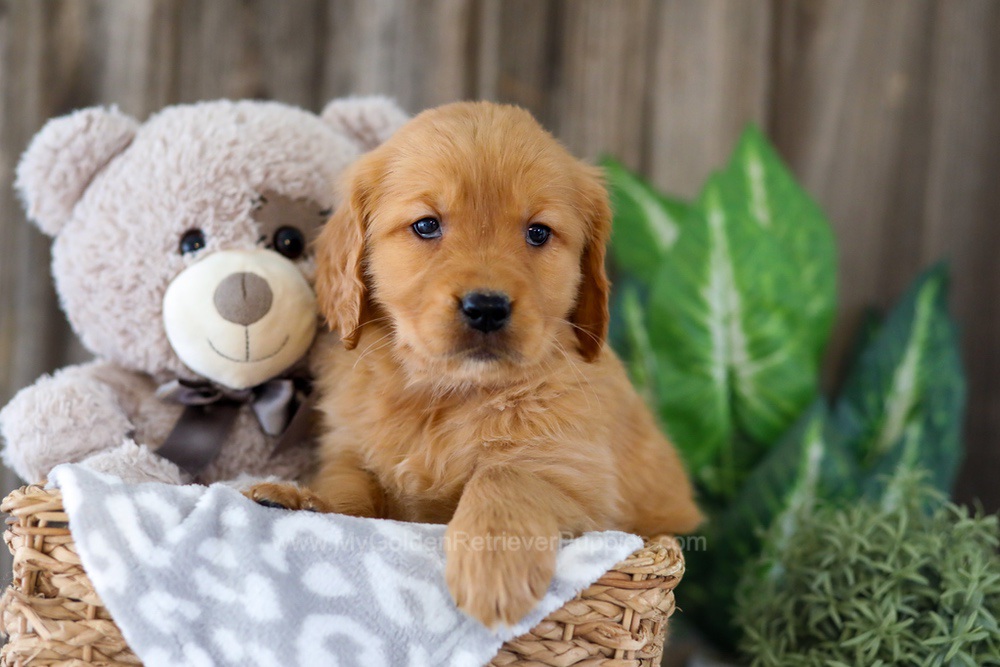 Ember Image of Ember, a Golden Retriever puppy