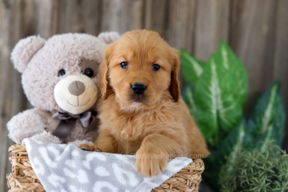 Ember Image of Ember, a Golden Retriever puppy