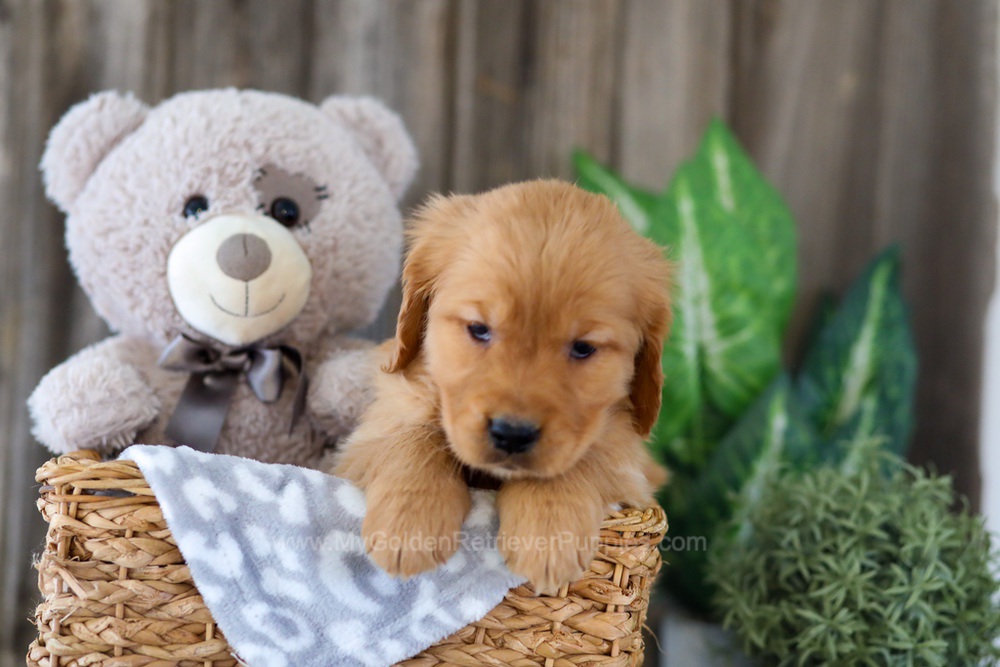 Ember Image of Ember, a Golden Retriever puppy