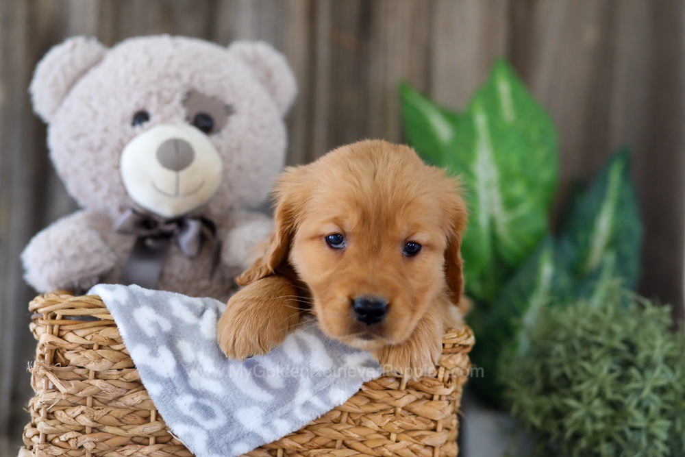 Ember Image of Ember, a Golden Retriever puppy