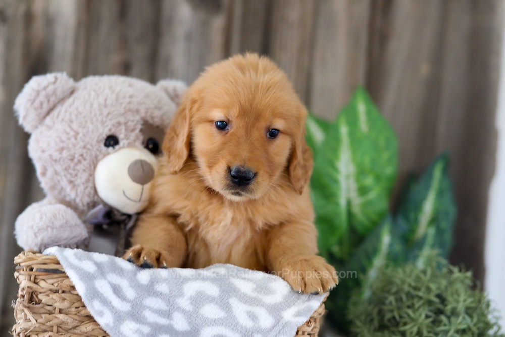 Emily Image of Emily, a Golden Retriever puppy