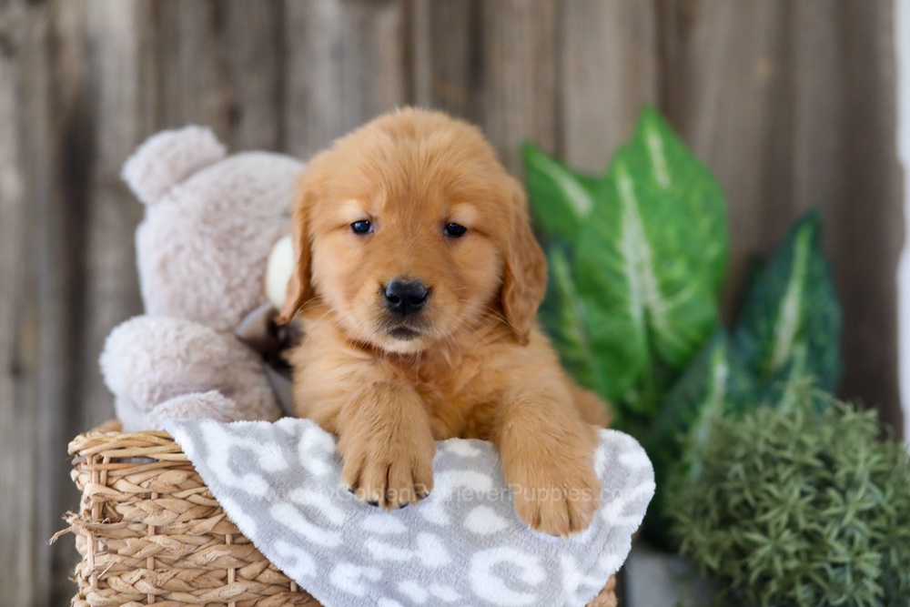 Emily Image of Emily, a Golden Retriever puppy