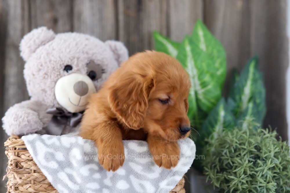 Enfy Image of Enfy, a Golden Retriever puppy