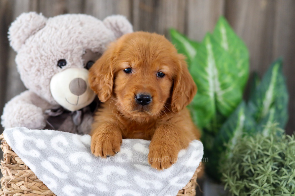 Enfy Image of Enfy, a Golden Retriever puppy