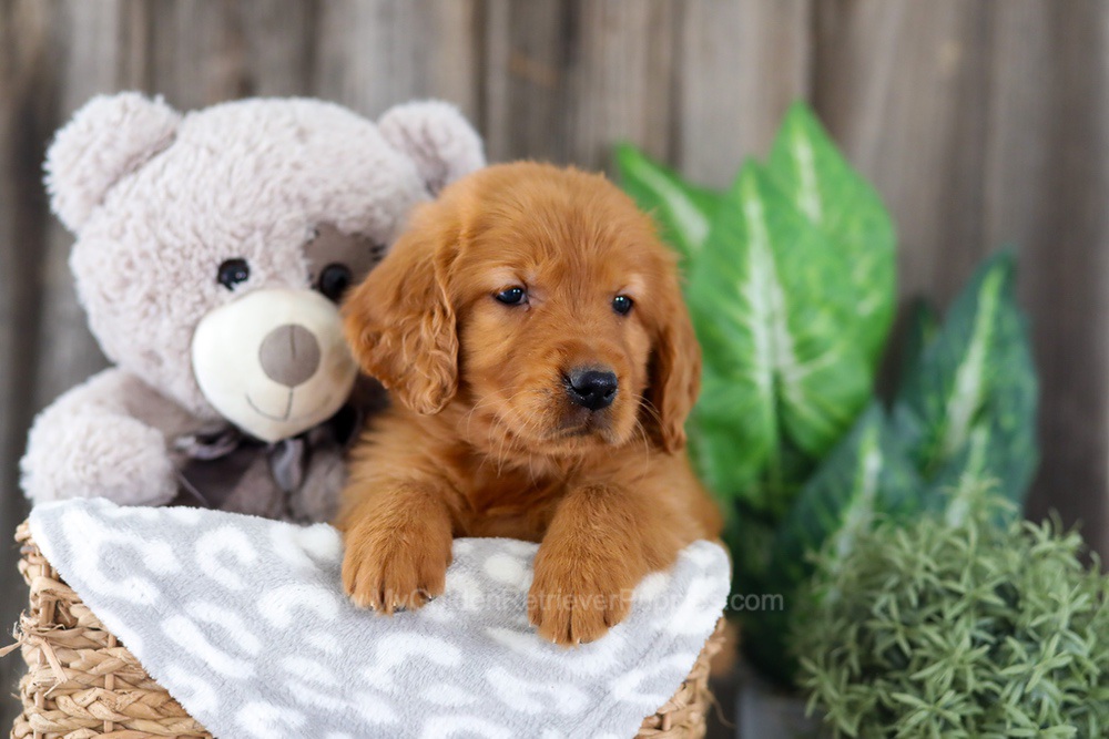 Enfy Image of Enfy, a Golden Retriever puppy
