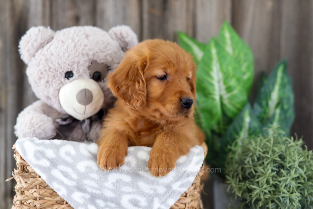 Enfy Image of Enfy, a Golden Retriever puppy