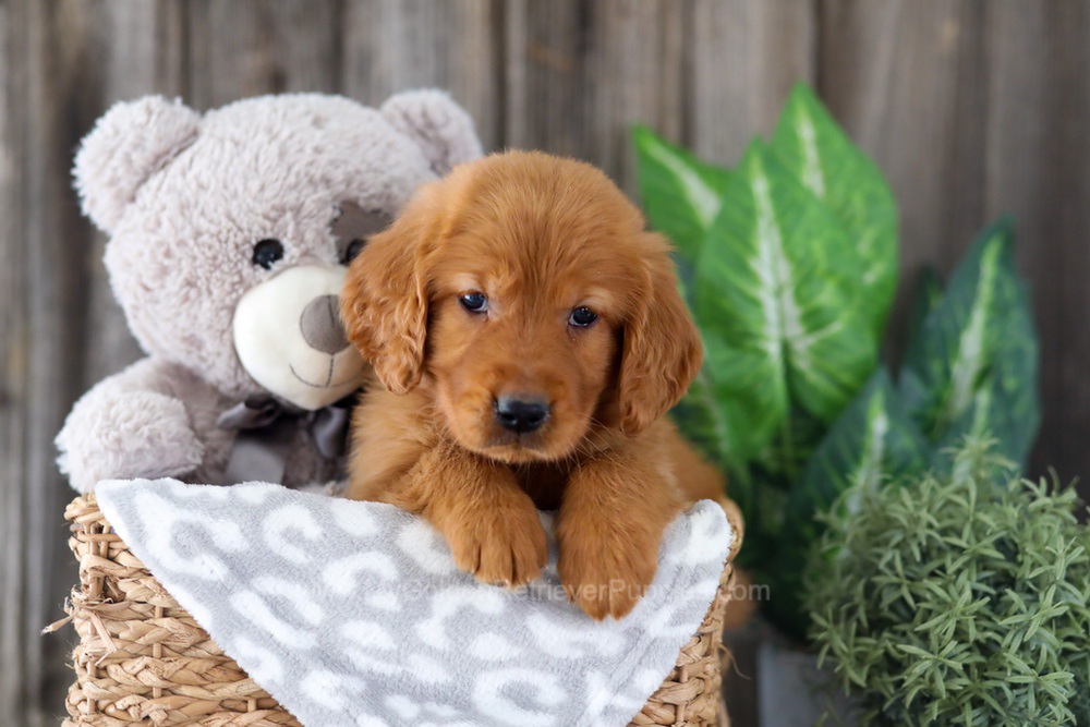 Enfy Image of Enfy, a Golden Retriever puppy