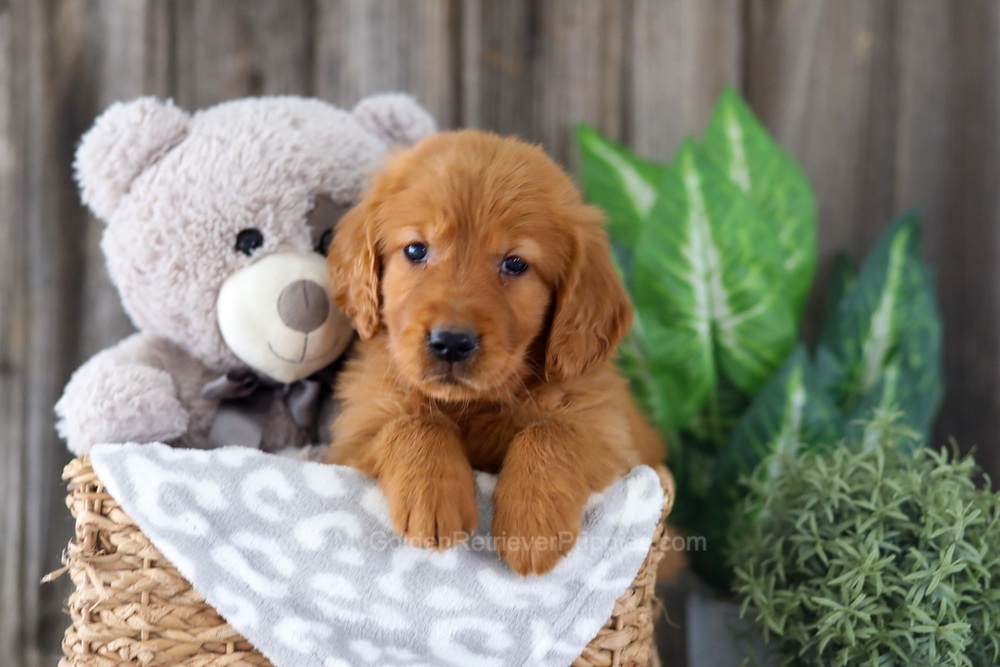 Enfy Image of Enfy, a Golden Retriever puppy