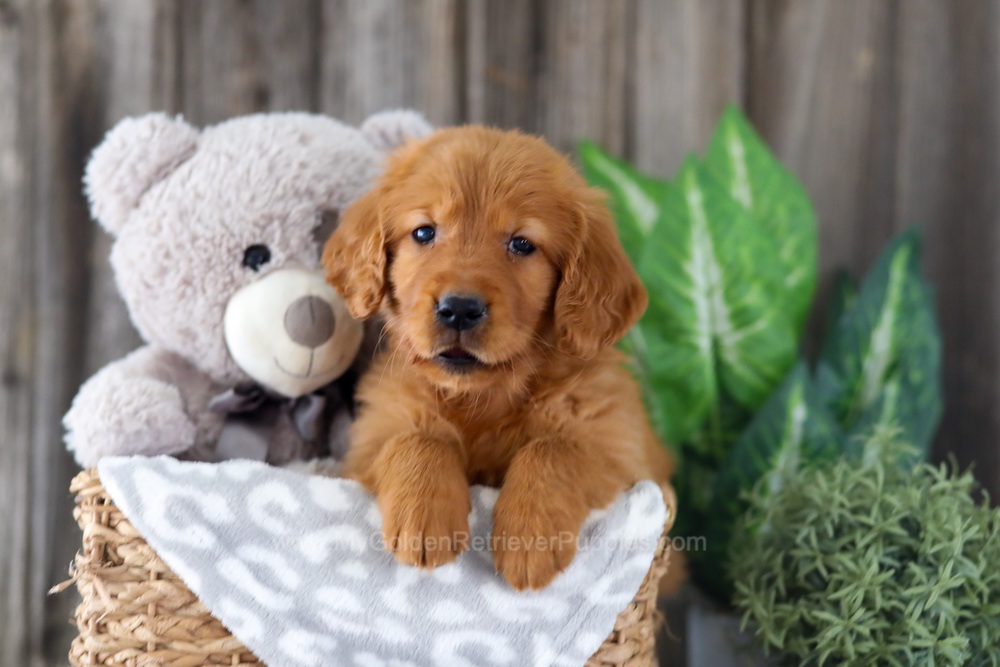 Enfy Image of Enfy, a Golden Retriever puppy