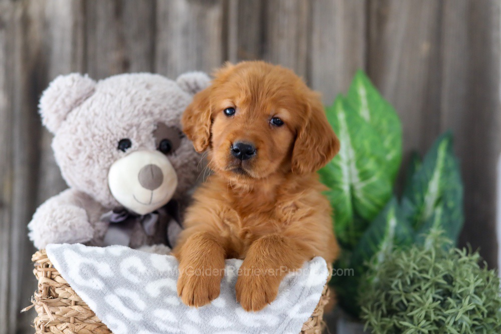 Enfy Image of Enfy, a Golden Retriever puppy