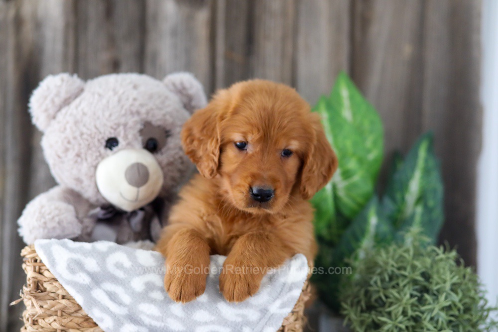 Enfy Image of Enfy, a Golden Retriever puppy