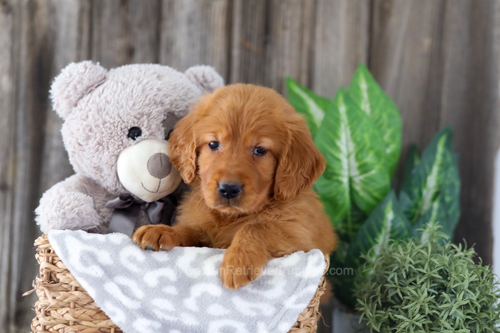 Enfy Image of Enfy, a Golden Retriever puppy