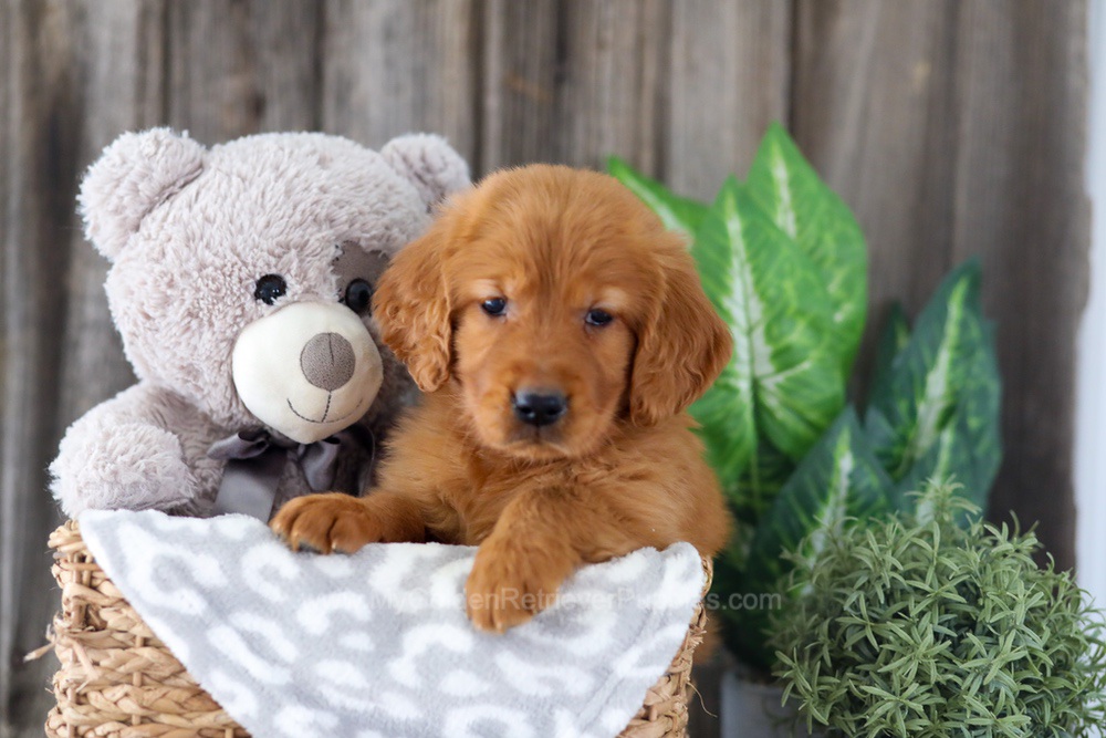 Enfy Image of Enfy, a Golden Retriever puppy