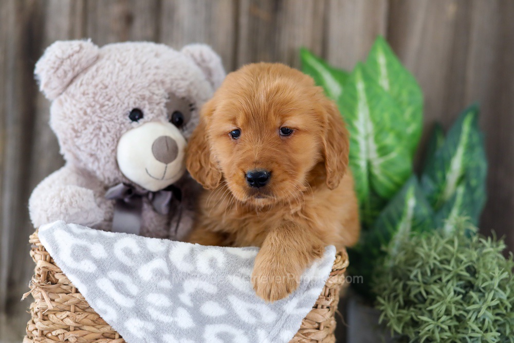 Esta Image of Esta, a Golden Retriever puppy