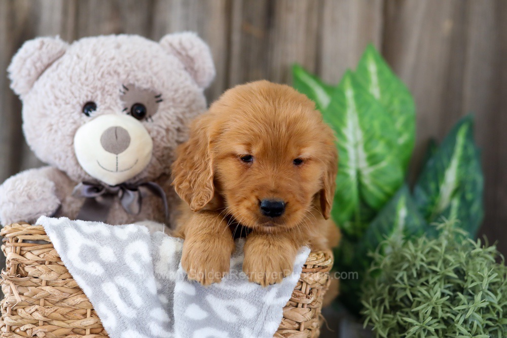 Esta Image of Esta, a Golden Retriever puppy