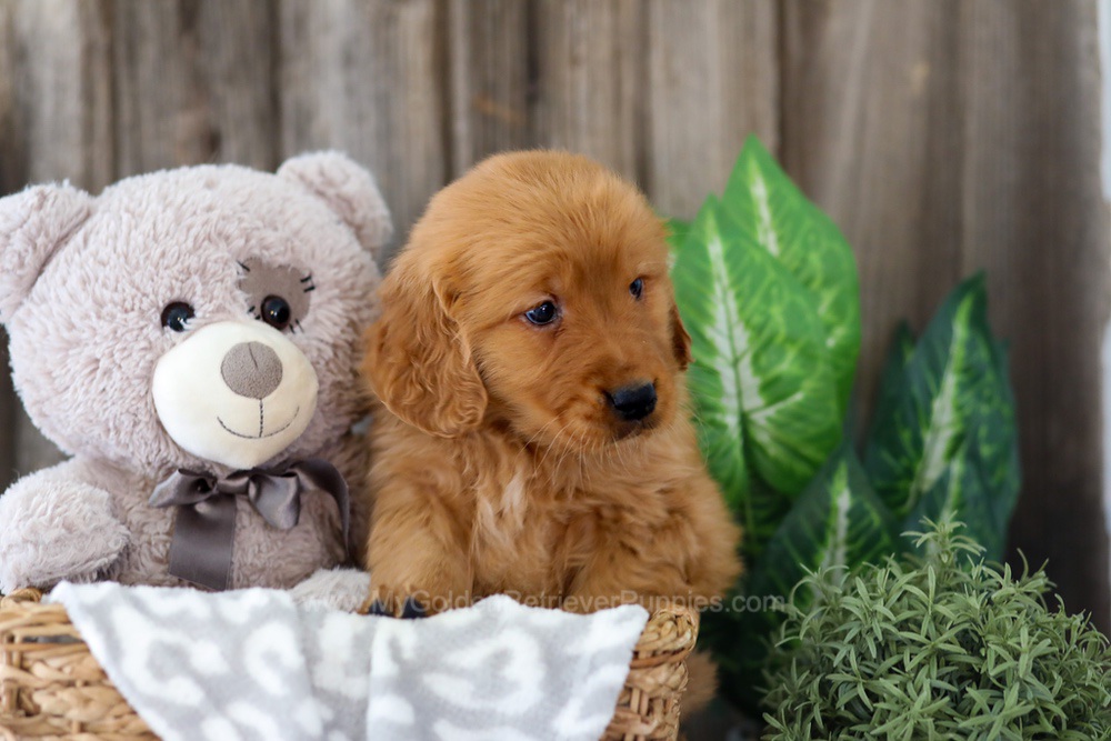 Esta Image of Esta, a Golden Retriever puppy