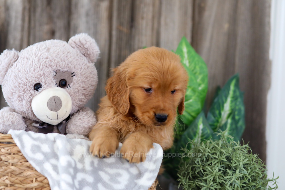 Esta Image of Esta, a Golden Retriever puppy