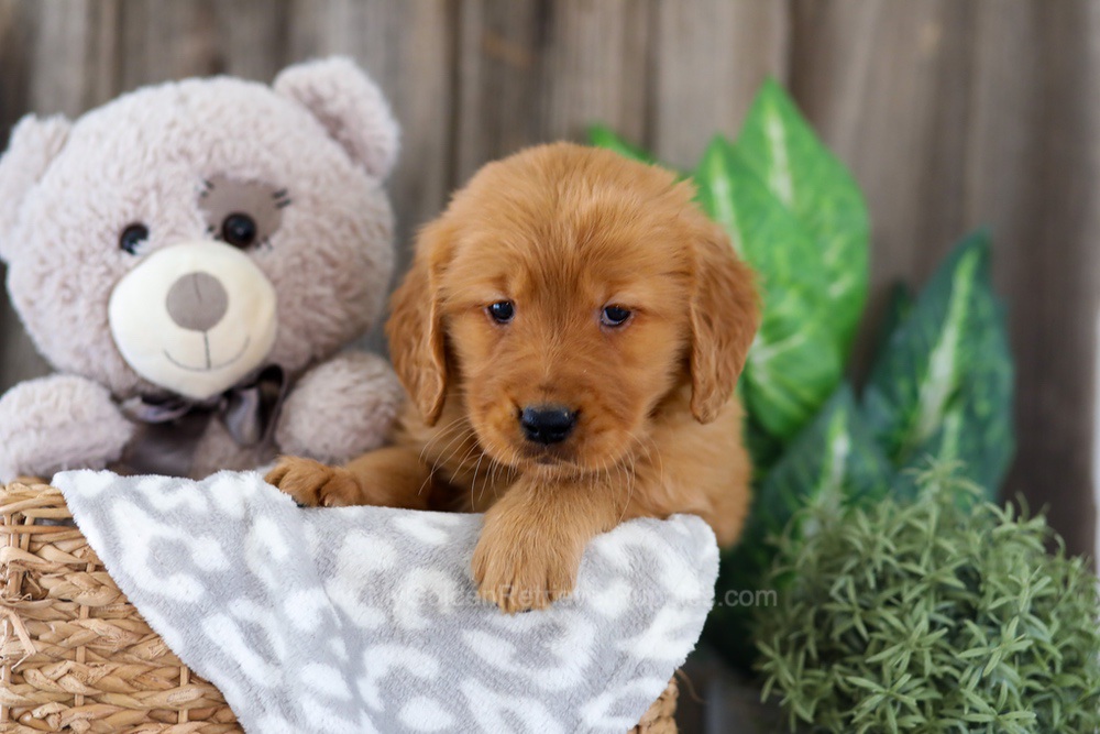 Esta Image of Esta, a Golden Retriever puppy