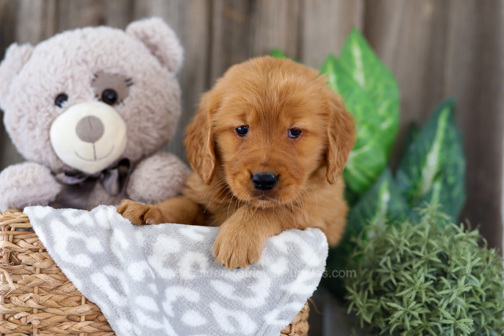 Esta Image of Esta, a Golden Retriever puppy