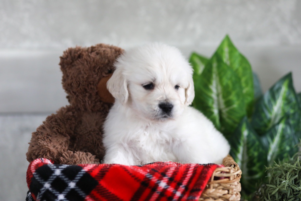Leo Image of Leo, a Golden Retriever puppy