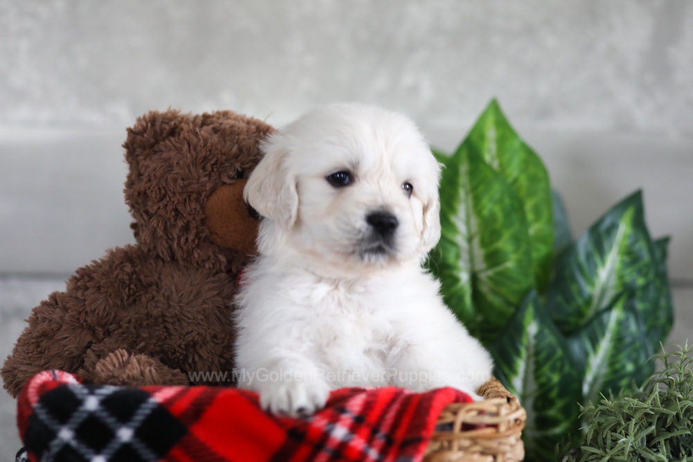Leo Image of Leo, a Golden Retriever puppy