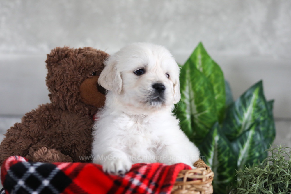 Leo Image of Leo, a Golden Retriever puppy