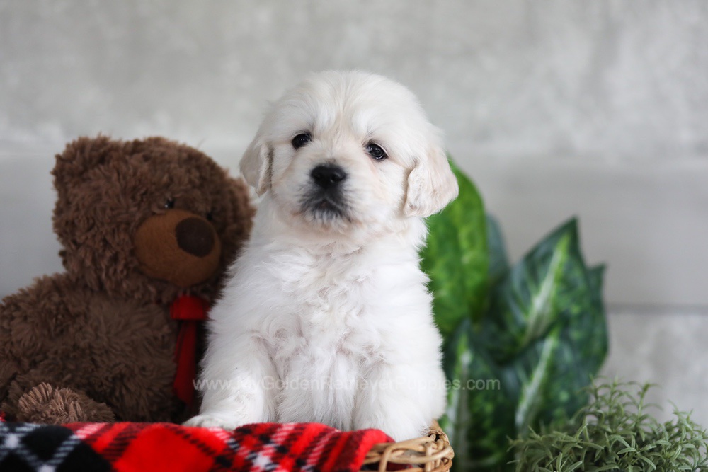 Leo Image of Leo, a Golden Retriever puppy