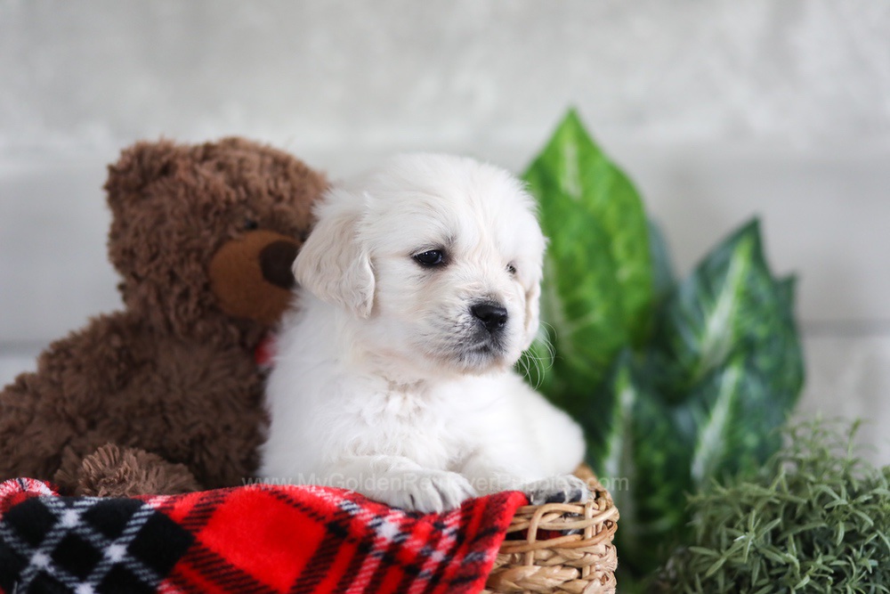 Leo Image of Leo, a Golden Retriever puppy