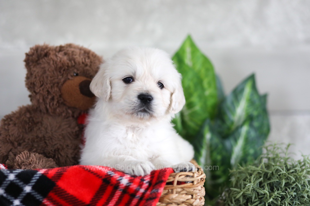Leo Image of Leo, a Golden Retriever puppy