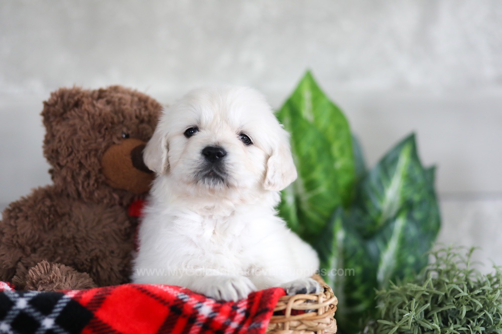 Leo Image of Leo, a Golden Retriever puppy