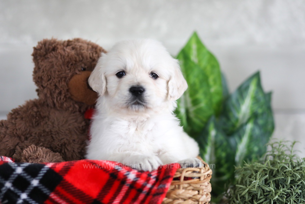 Leo Image of Leo, a Golden Retriever puppy