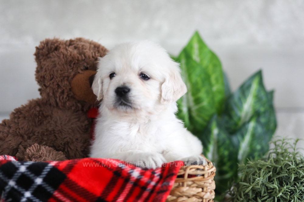 Leo Image of Leo, a Golden Retriever puppy