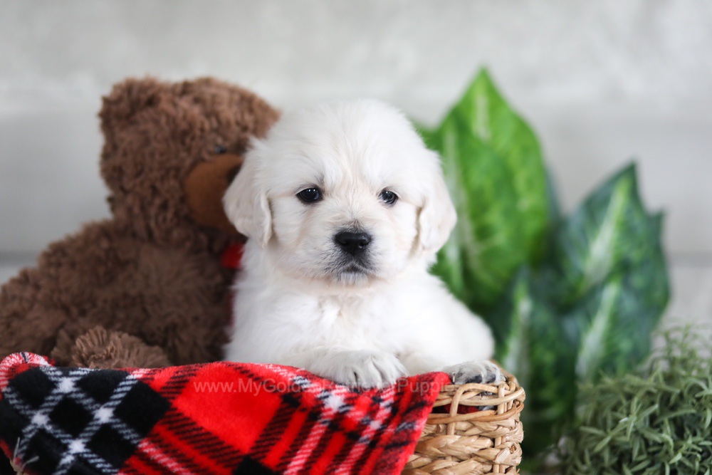 Leo Image of Leo, a Golden Retriever puppy
