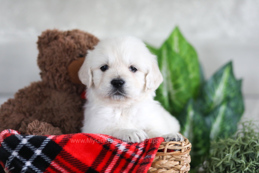 Leo Image of Leo, a Golden Retriever puppy