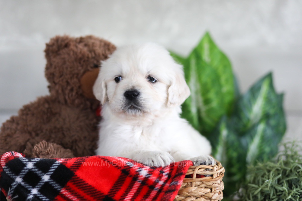 Leo Image of Leo, a Golden Retriever puppy