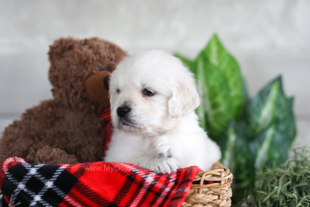 Leo Image of Leo, a Golden Retriever puppy