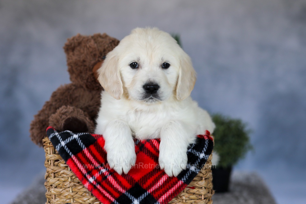 Leo Image of Leo, a Golden Retriever puppy