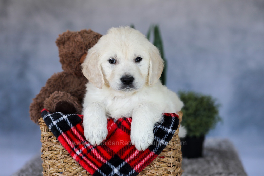 Leo Image of Leo, a Golden Retriever puppy