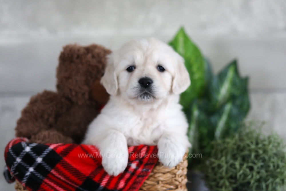 Lexi Image of Lexi, a Golden Retriever puppy