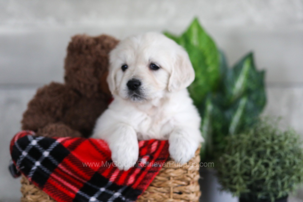 Lexi Image of Lexi, a Golden Retriever puppy