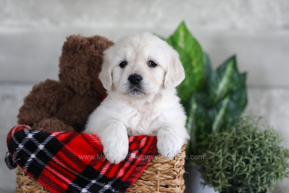 Lexi Image of Lexi, a Golden Retriever puppy