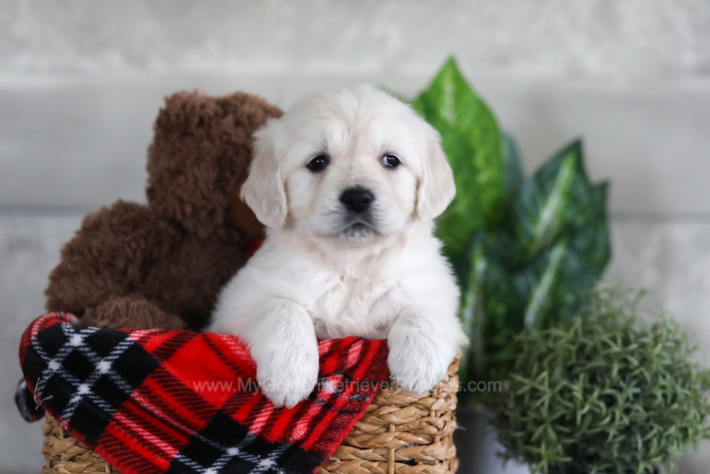 Lexi Image of Lexi, a Golden Retriever puppy