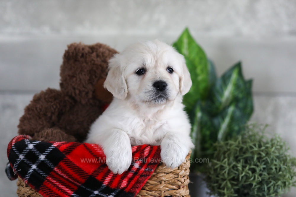 Lexi Image of Lexi, a Golden Retriever puppy